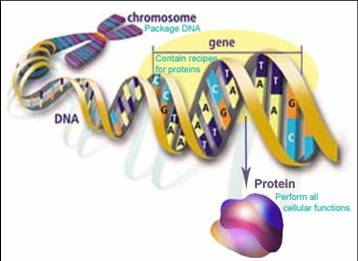 DNARNAProtein